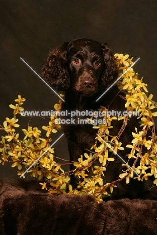 Boykin Spaniel amongst flowers