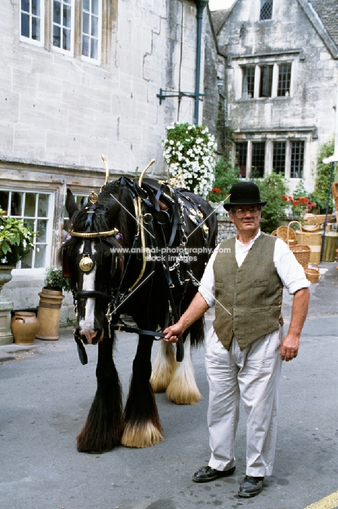 shire horse parading, with handler, through painswick village, cotswolds, gloucestershire