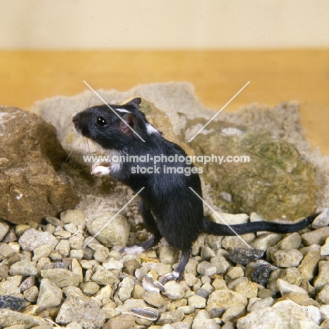 black gerbil on stones with rocks