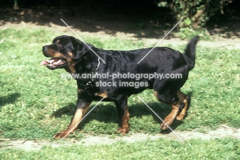 undocked rottweiler wagging tail, looking up laughing, on grass