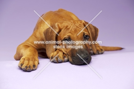 Rhodesian Ridgeback puppy lying on lilac background