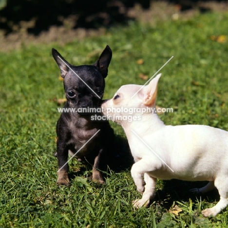 two chihuahua puppies having a word