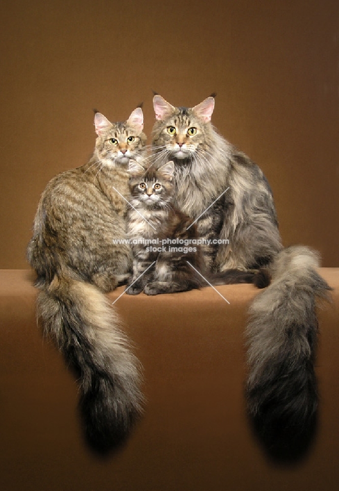 Maine coon family