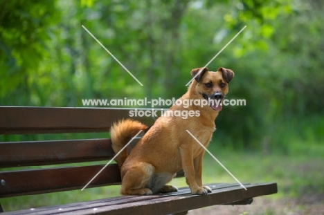 small mongrel dog sitting on a bench in a park