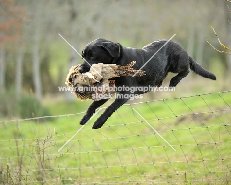 Labrador Retriever jumping fence with retrieved bird