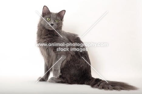 Nebelung cat sitting down on white background