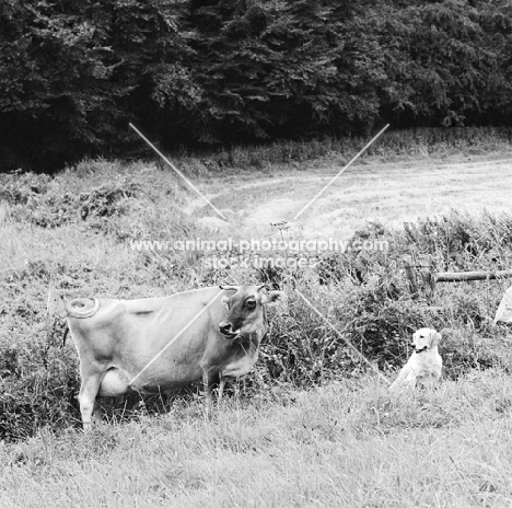 ch pippa of westley, golden retriever, in a field looking at a cow 