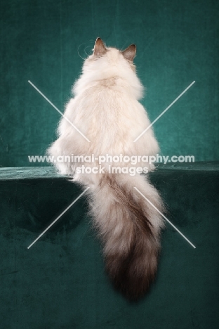 fluffy Siberian cat, back view