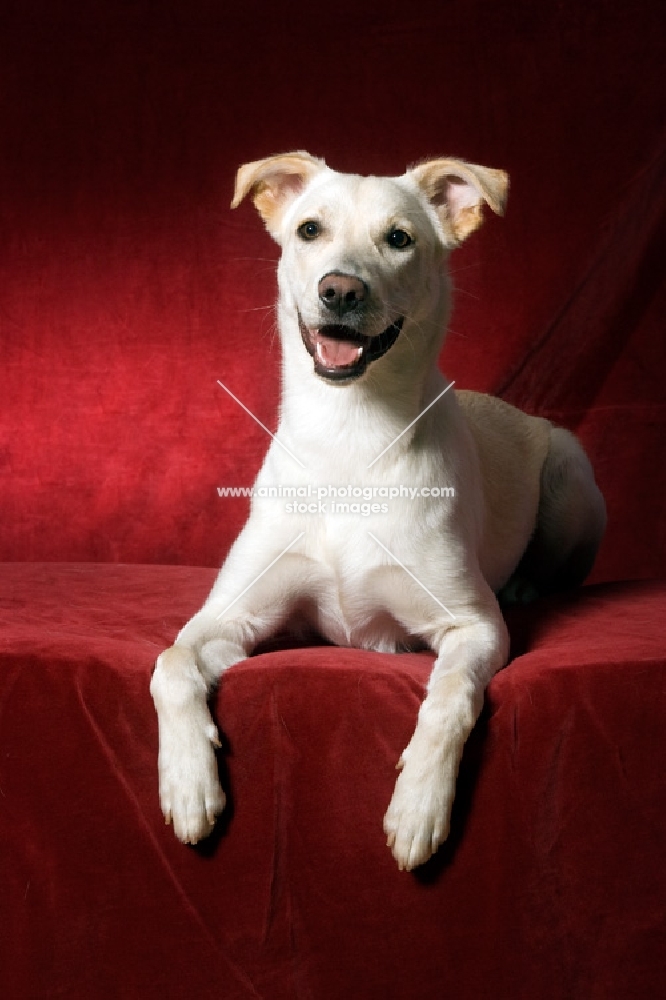 Labrador mix lying down