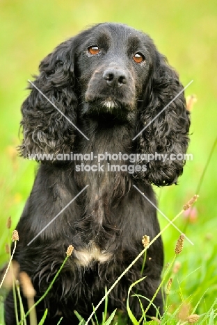 working cocker sat in summer grass