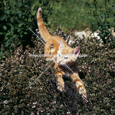 ginger kitten pouncing in heather