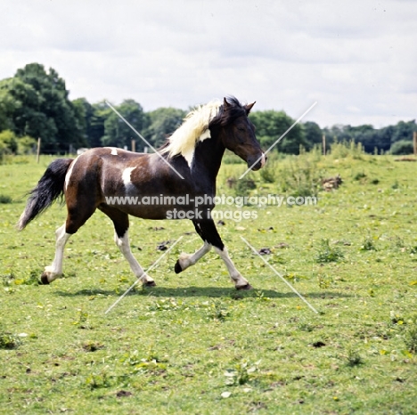 skewbald pony trotting in field