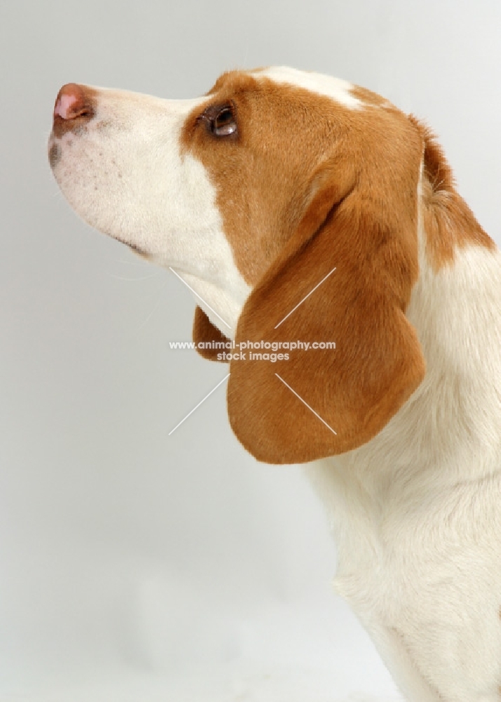 tan and white Beagle, profile