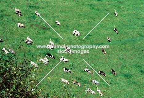 exmoor foxhound pack hunting on a hillside on exmoor