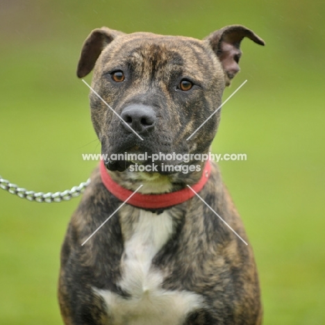 brindle and white American Bull Terrier
