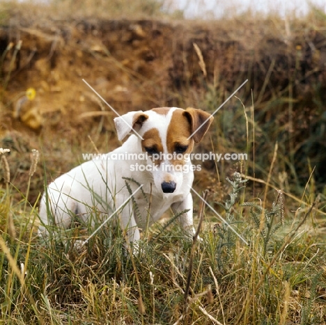 jack russell terrier in long grass