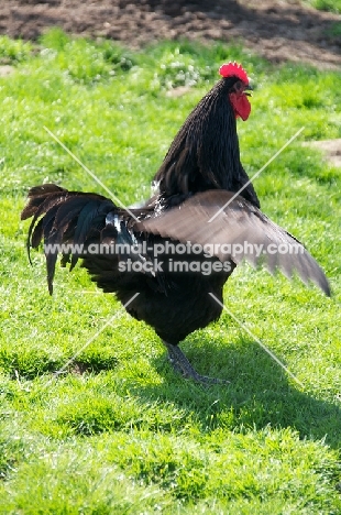 black Australorp chicken, wings spread