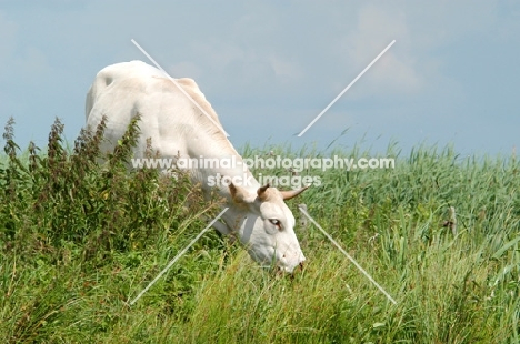 cow in holland