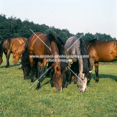 group of Holstein mares grazing in Germany