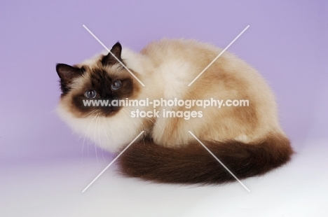 seal pointed Birman cat on pastel purple  background