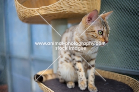 seal sepia bengal cat sitting on a scratch post