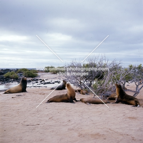 galapagos sea lions on loberia island, galapagos islands