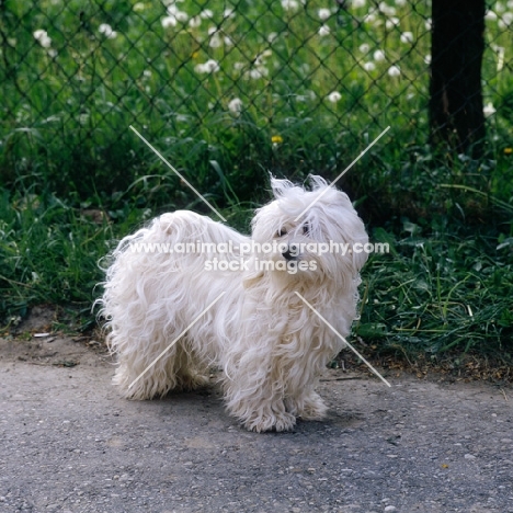 bichon havanese, looking aside