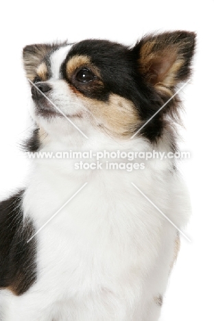 Champion Longhaired Chihuahua (tri-colour)