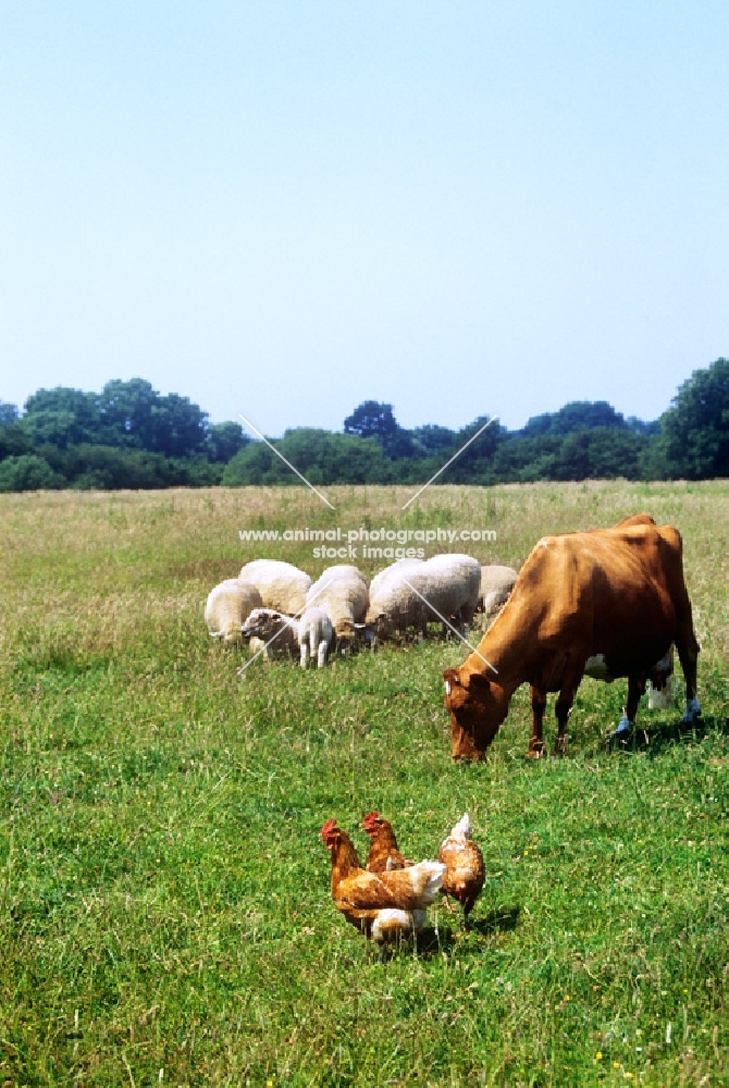 sheep, cow and hens in a field together