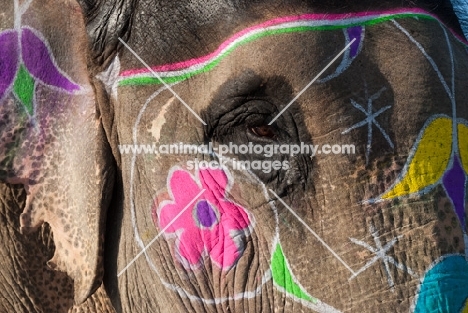 indian elephant in Jaipur, India