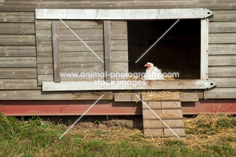 Ixworth hen in chicken coop