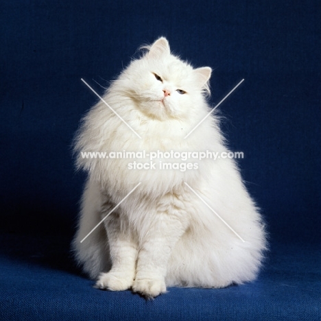 blue eyed white long hair cat with slit eyes, head on one side