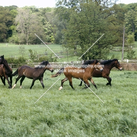welsh cob (section d) colts & fillies, trotting and cantering across a field