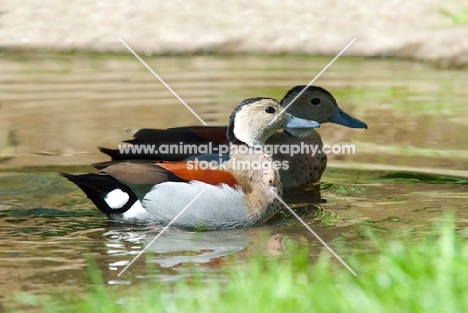 two male ringed teal ducks swimming