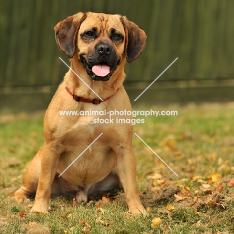 Puggle on grass