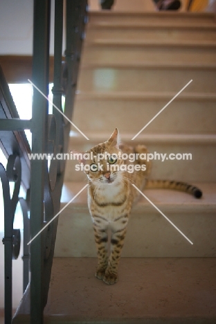 curious bengal cat sitting on the stairs