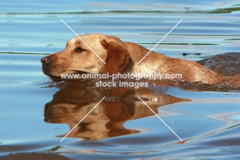 Labrador retriever in water