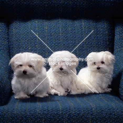 three maltese, vicbrita,  puppies sitting in a chair