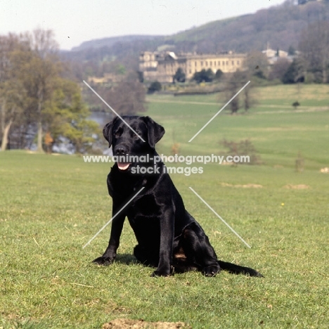 ch  candlemas teal, black labrador at chatsworth