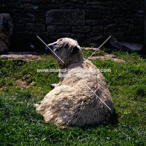 wensleydale sheep back view showing wool at norwood farm