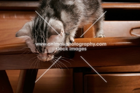 Silver Classic Tabby American Shorthair kitten looking down from a chair