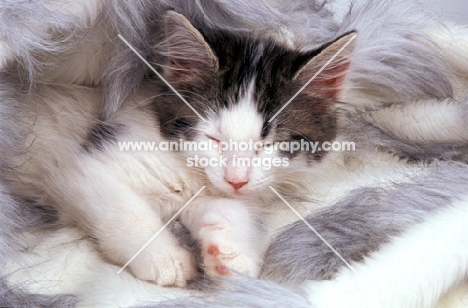 non pedigree kitten sleeping on rug