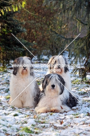 Polish Lowland Sheepdog, (also known as Nizinny)