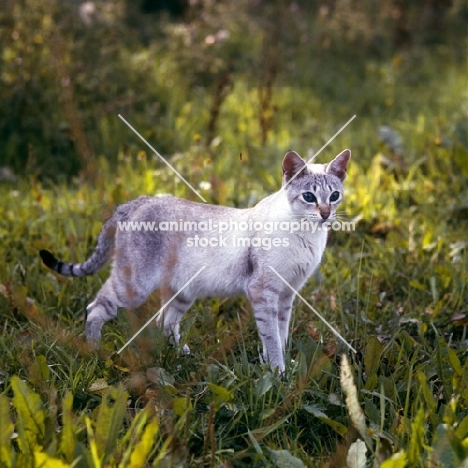 tabby point siamese cat in a field