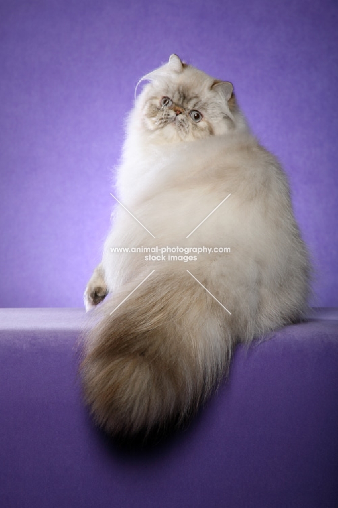 9 month old Seal Torbie Lynx Point Himalayan Female in a Glamour pose. (Aka: Persian or Himalayan)