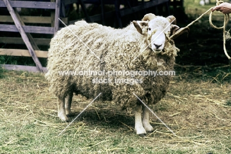 white faced dartmoor ram