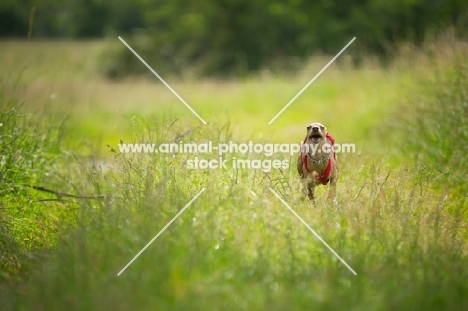 red italian greyhound running in a field