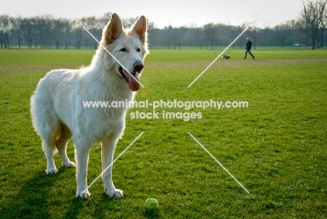 White German Shepherd Dog in the park