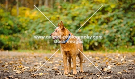 red Australian Cattle Dog