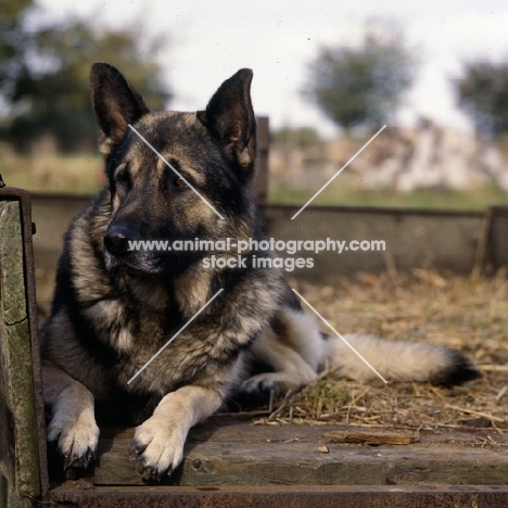  german shepherd dog from druidswood, lying in a hay cart